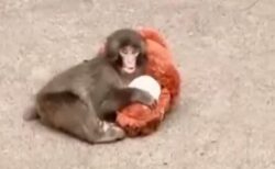 市川市動植物園の「パンチ」が1歳の誕生日、世界中から祝福のメッセージ