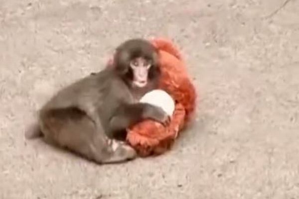 市川市動植物園の「パンチ」が1歳の誕生日、世界中から祝福のメッセージ