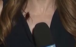 生中継していた女性レポーターにゴキブリが飛来、体を這いまわる【動画】