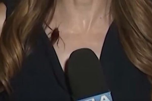 生中継していた女性レポーターにゴキブリが飛来、体を這いまわる【動画】