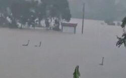 台風による豪雨で、中国南部の養殖場からコブラなど猛毒のヘビ、数百匹が逃走
