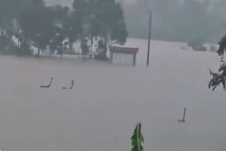 台風による豪雨で、中国南部の養殖場からコブラなど猛毒のヘビ、数百匹が逃走