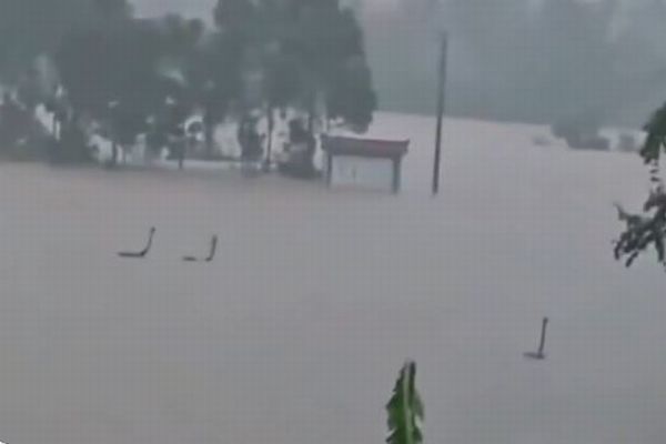 台風による豪雨で、中国南部の養殖場からコブラなど猛毒のヘビ、数百匹が逃走