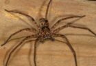 カリフォルニア州でパラグライダーが着地時に墜落、衝撃的な瞬間を撮影【動画】