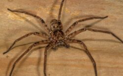 オーストラリアに棲息するクモ、秒速3.6mで走り、世界最速を記録
