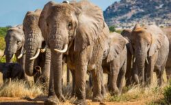 ケニアで15頭のゾウが謎の死、調査が進められる