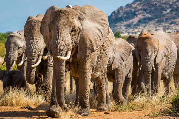 ケニアで15頭のゾウが謎の死、調査が進められる