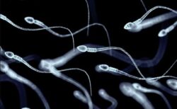 男性のテストステロンが約50年間で半減、生殖能力が危機