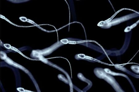 男性のテストステロンが約50年間で半減、生殖能力が危機