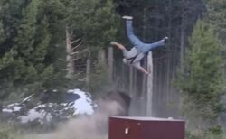 バイソンに襲われ、高齢者の男性が空中に投げ飛ばされる【動画】