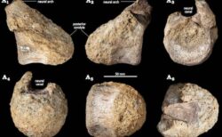 南極大陸で初めて出土した恐竜の化石、40年後の今、引き出しの中から見つかる