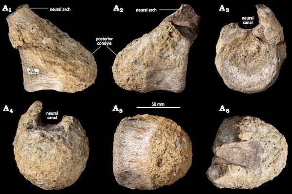 南極大陸で初めて出土した恐竜の化石、40年後の今、引き出しの中から見つかる