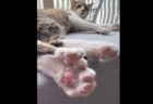 中国に登場した飼犬シェアプラットフォームに、賛否の声