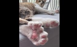 指が28本あるミシガン州の子猫が、ギネス世界記録に