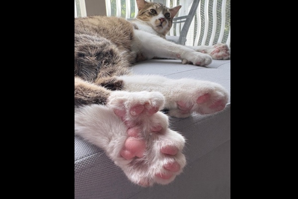 指が28本あるミシガン州の子猫が、ギネス世界記録に