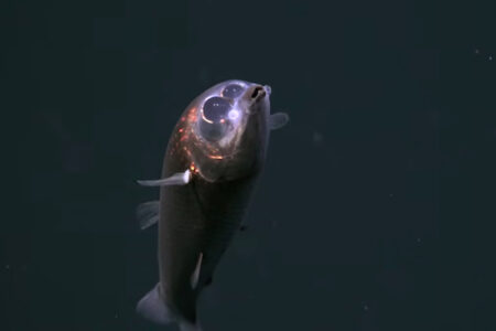 深海のモンスター、クロデメニギスの生きた姿が初めて撮影される