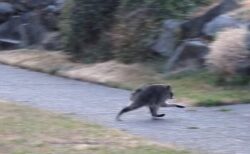 猫だと思って撮影したら、アライグマの異様なミュータントだった【アメリカ】