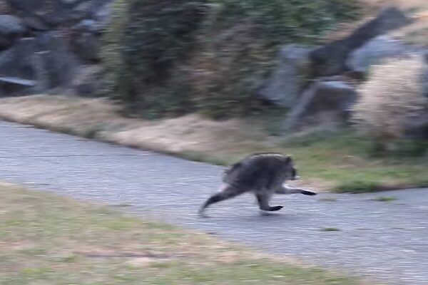 猫だと思って撮影したら、アライグマの異様なミュータントだった【アメリカ】