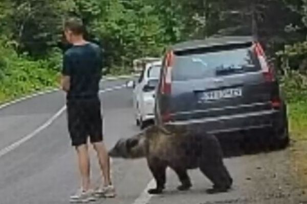 ルーマニアの山中で男性の背後にクマ、足を噛まれそうになるも気づかず【動画】