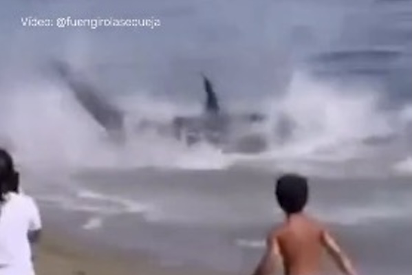 マグロが浅瀬に打ち上げられ激しく暴れる、海水浴客も唖然【動画】