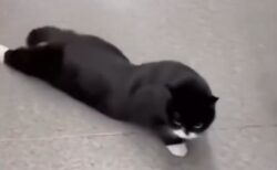 中国で数千匹の飼い猫が麻痺―特定キャットフードとの関連を指摘、ブランドの対応に「口封じ」との声も