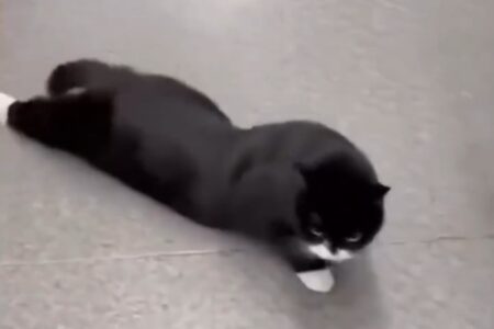 中国で数千匹の飼い猫が麻痺―特定キャットフードとの関連を指摘、ブランドの対応に「口封じ」との声も