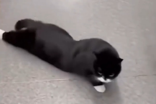 中国で数千匹の飼い猫が麻痺―特定キャットフードとの関連を指摘、ブランドの対応に「口封じ」との声も