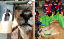 ６年前閉鎖の動物園に取り残されたライオンとトラ、30頭が保護施設移送へ　200頭から62頭に減少
