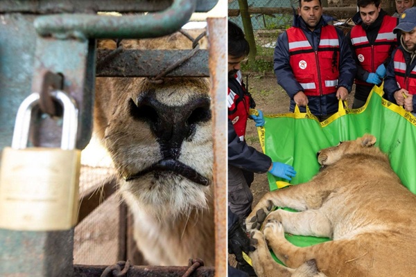 6年前閉鎖の動物園に取り残されたライオンとトラ、30頭が保護施設移送へ 200頭から62頭に減少