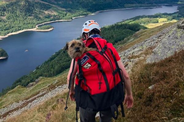 英の山で3週間も行方不明だったワンコ、無事に救助される