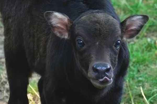 英動物園で、最も小型のウシ「アノア」の赤ちゃんが誕生