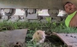 建設作業員が重機の中にいた子猫を保護、可愛い動画が話題に