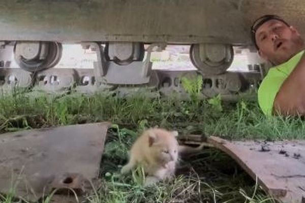 建設作業員が重機の中にいた子猫を保護、可愛い動画が話題に