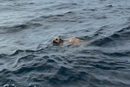 メキシコの海に1匹のワンコ、海岸から1.6km沖合を泳いでいた!【動画】