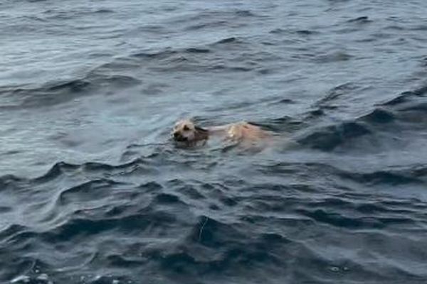 メキシコの海に1匹のワンコ、海岸から1.6km沖合を泳いでいた!【動画】