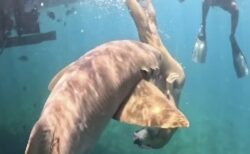 インフルエンサーがサメに噛まれる事故が多発、専門家が警鐘を鳴らす