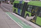 2頭のヤギが乗客に続いてバスに乗車、意外な様子が撮影される