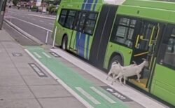 2頭のヤギが乗客に続いてバスに乗車、意外な様子が撮影される