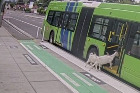 2頭のヤギが乗客に続いてバスに乗車、意外な様子が撮影される