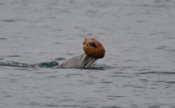 イルカが貝殻を使って魚を捕獲、道具を使う例を発見