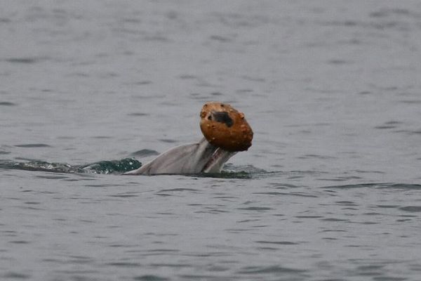 イルカが貝殻を使って魚を捕獲、道具を使う例を発見