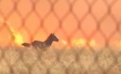 ギリシャの山火事、野生の馬たちが炎の中を逃げていく【動画】