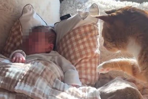 赤ちゃんに初めて出会うネコ、優しく触れる仕草が可愛らしい【動画】