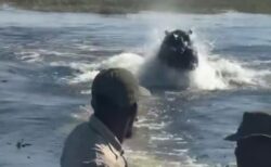 ボツワナで、巨大なカバが水面から飛び出し、ボートを猛追【動画】