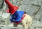 男鹿水族館GAOで暮らすホッキョクグマの赤ちゃん、「モモ太」が海外でも話題に