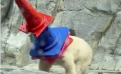男鹿水族館GAOで暮らすホッキョクグマの赤ちゃん、「モモ太」が海外でも話題に