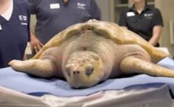 メキシコ湾からイギリスにまで流されたウミガメ、ついに故郷へ帰還
