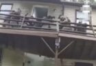 住宅街を逃げ回っていた子ブタ、ついに永遠の家を見つける【動画】