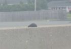 高速道路の中央分離帯に子猫、警察が封鎖し、動物愛護活動家が素早く救助【動画】
