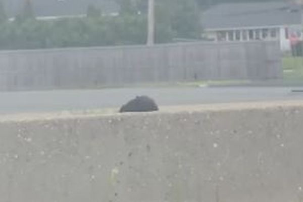 高速道路の中央分離帯に子猫、警察が封鎖し、動物愛護活動家が素早く救助【動画】